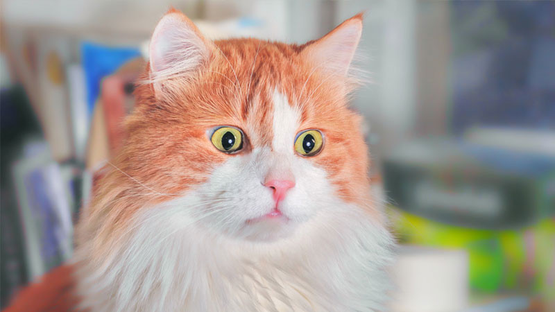 Mèo ngầu với biểu cảm khuôn mặt &quot;khó đỡ&quot; trở thành meme