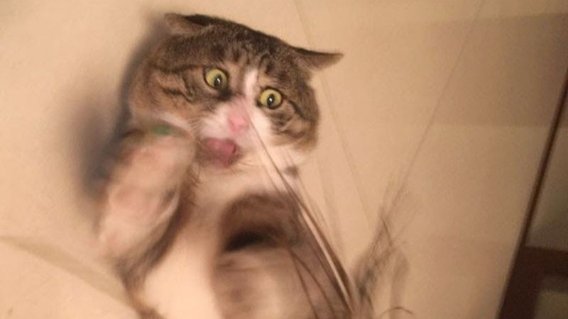 Mèo ngủ gục trong tư thế rất khó đỡ