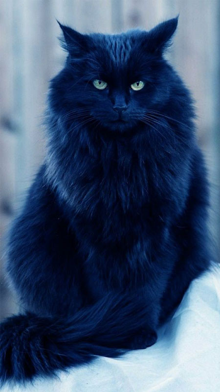 Mèo quý tộc ngầu ngồi thẳng lưng đầy uy nghiêm