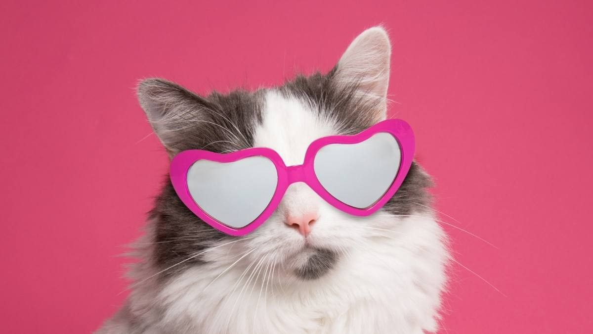 Mèo trắng nằm lim dim trên thảm