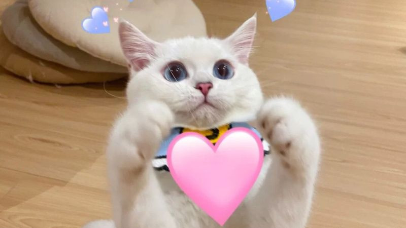 Mèo với biểu cảm meme dễ thương