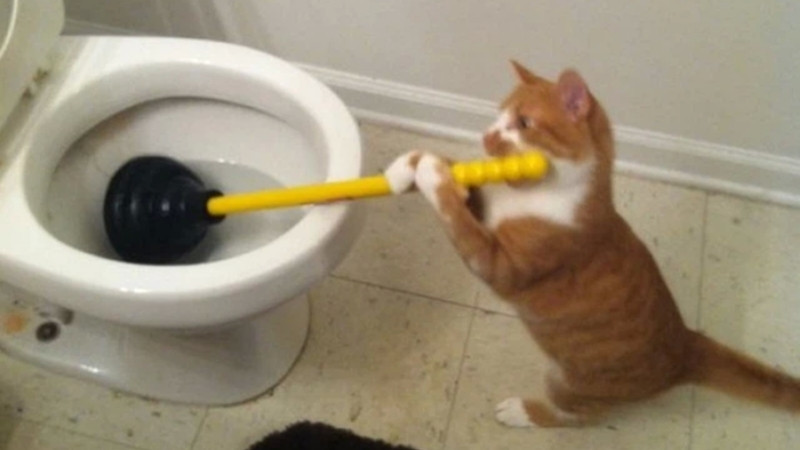 Mèo với biểu cảm nghịch ngợm, như vừa làm điều gì đó sai