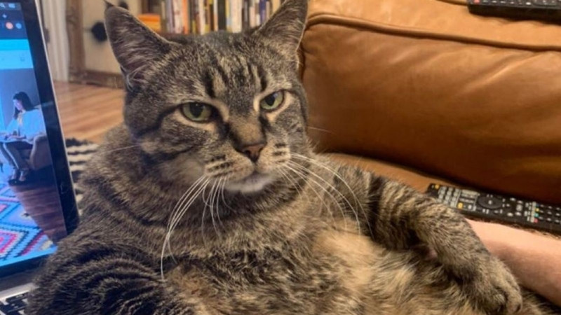 Mèo với biểu cảm như đang ngạc nhiên tột độ