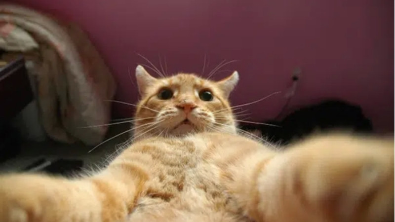 Mèo với biểu cảm sợ hãi hoặc né tránh khi tắm