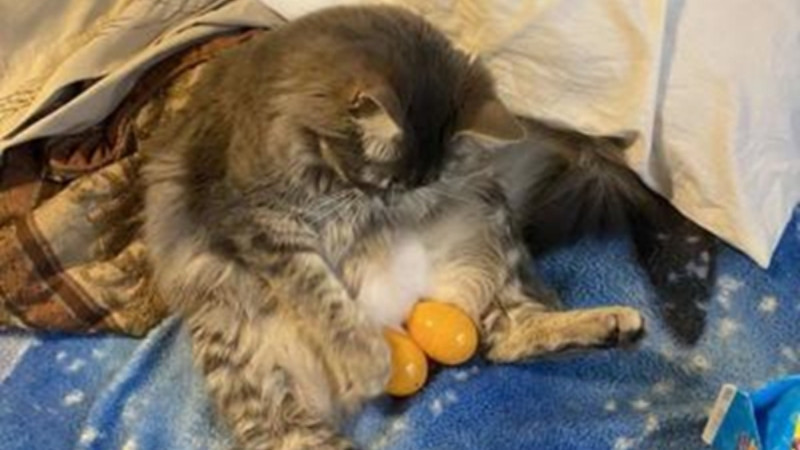 Mèo với khuôn mặt khó hiểu nhìn vào ống kính