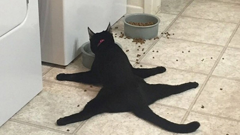 Mèo với tư thế đứng hoặc ngồi không bình thường