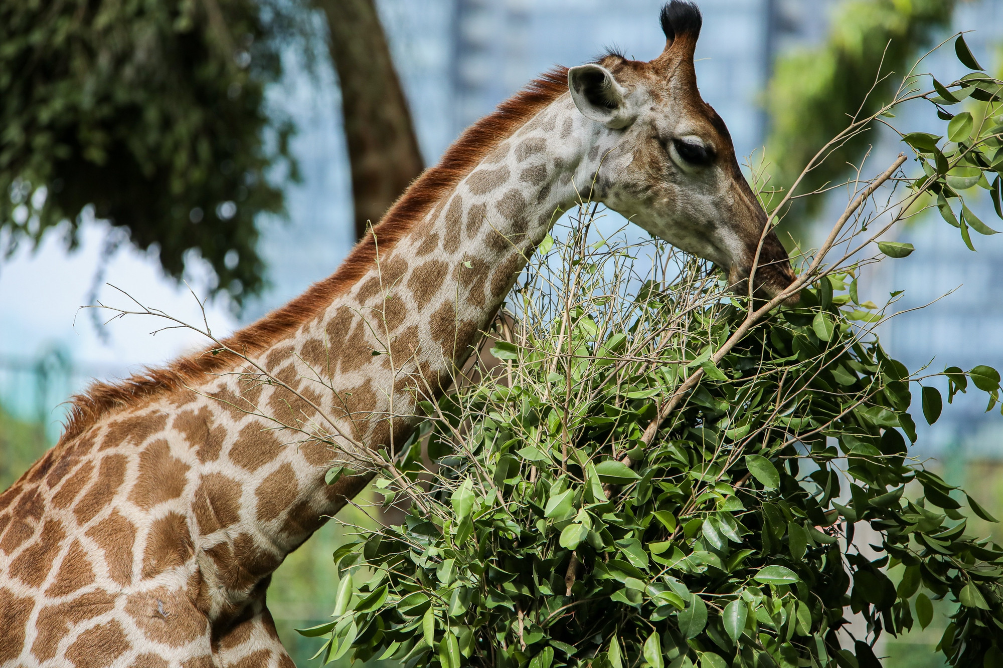 Miệng chúm chím khi ăn lá keo