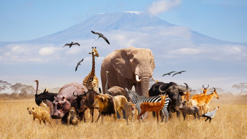 Minh họa các loại đặc điểm được phân loại theo tính chất như vật lý, sinh học, tâm lý