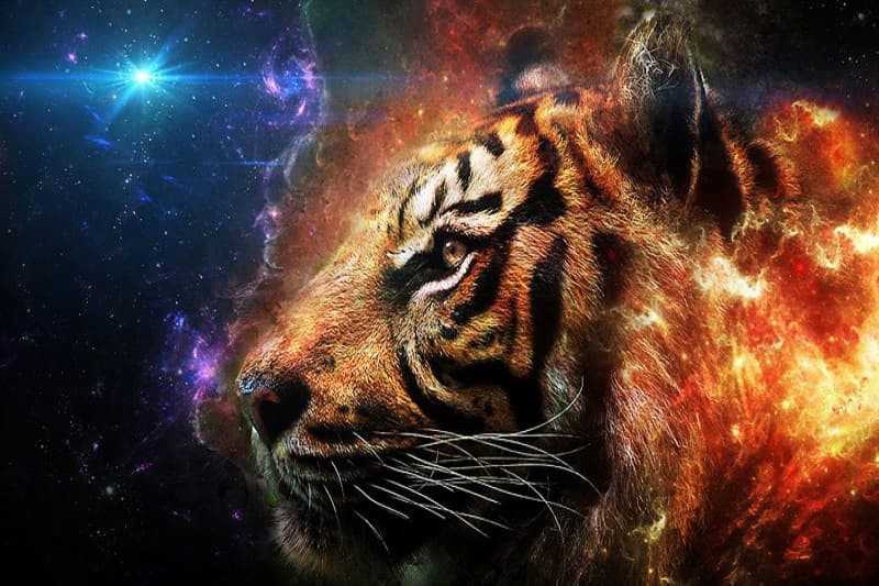 Mô hình hổ 3D với ánh sáng và bóng đổ sống động