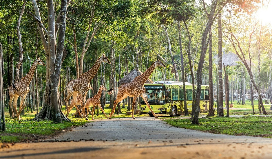 Một bầy hươu cao cổ đang di chuyển