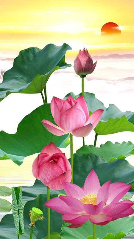 Một bông hoa sen hồng chúm chím trên nền lá xanh