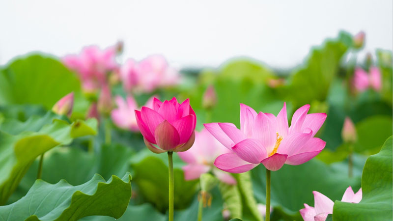 Một bông sen hồng lớn đang nở rộ