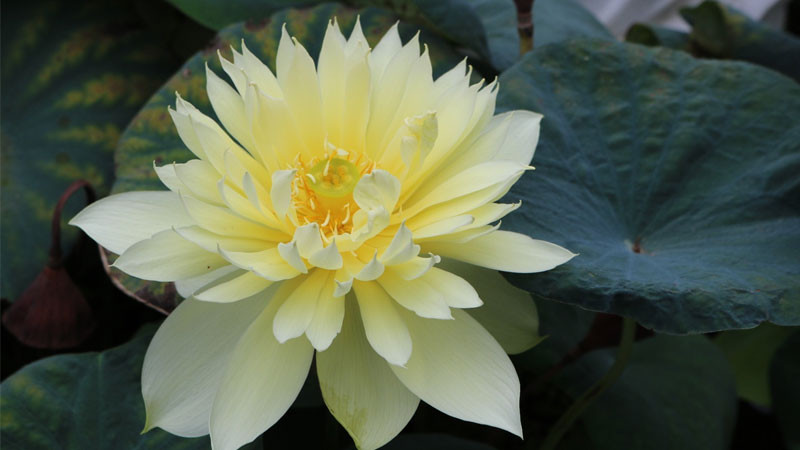 Một bông sen vàng đang nở rộ với cánh hoa xếp lớp