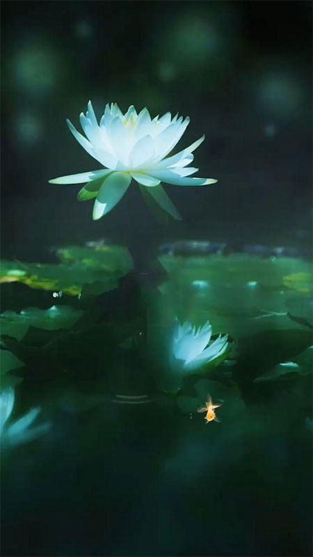 Một bông sen xanh biếc chúm chím giữa những lá sen