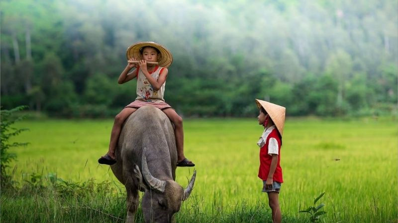 Một cậu bé đang ngồi trên lưng trâu trên cánh đồng lúa xanh mướt dưới ánh nắng ban mai