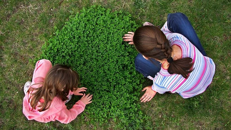 Một cây cỏ 4 lá nổi bật giữa thảm cỏ xanh