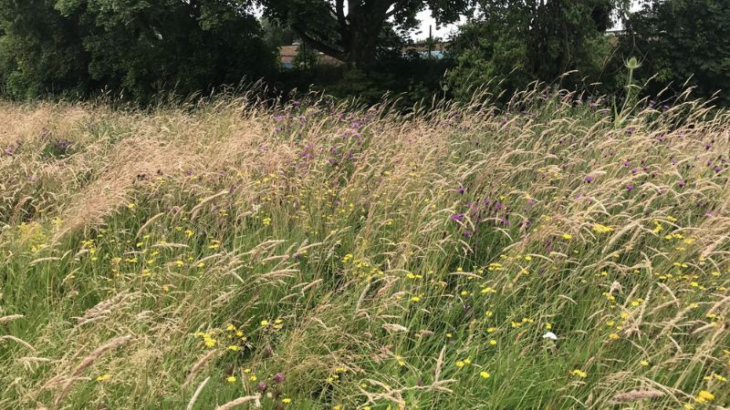 Một cây cô đơn hoặc một nhóm cây nhỏ đứng giữa thảo nguyên bao la