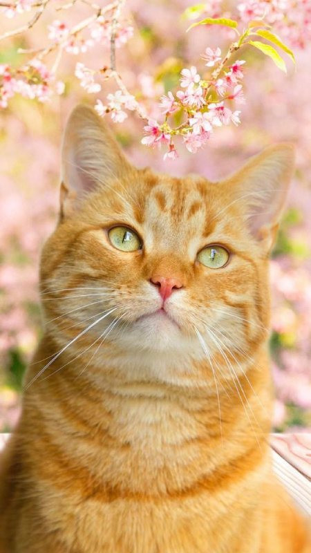 Một chú cáo đỏ đang nhìn thẳng vào ống kính trong khu rừng làm ảnh nền 4K