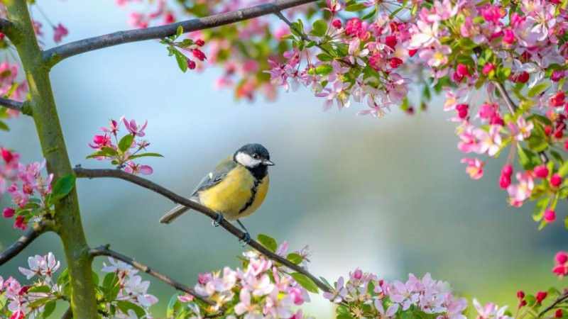 Một chú chim nhỏ đậu trên cành cây đang nở hoa vào mùa xuân