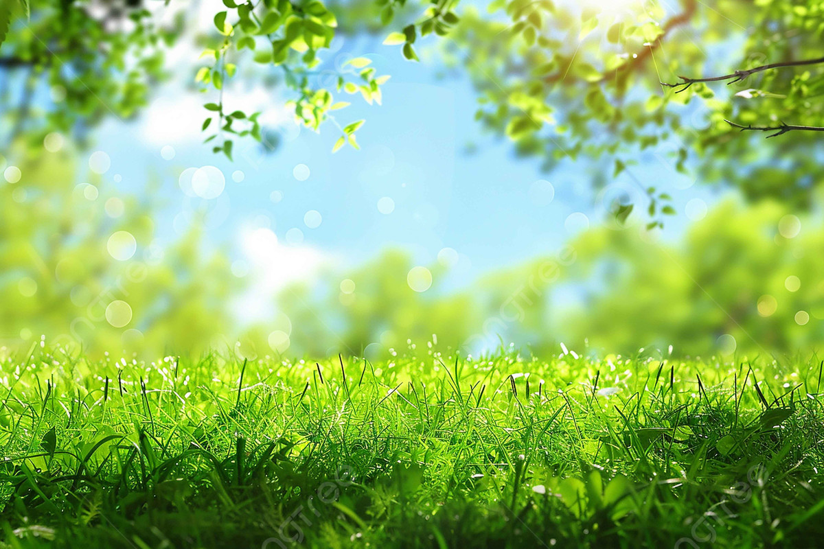 Một con đường rợp bóng cây với những tán lá xanh tươi mát trong ảnh thiên nhiên mùa xuân