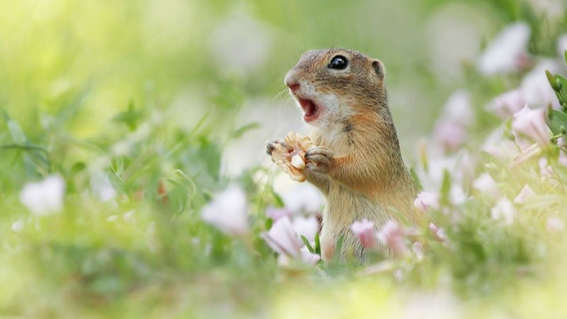 Một con vật dễ thương (có thể là thỏ hoặc chuột đồng) giữa thảm cỏ xanh non