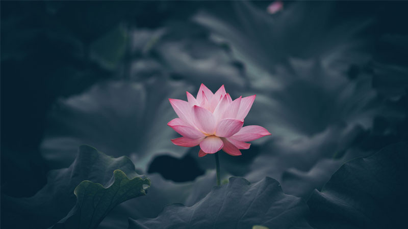 Một cụm sen hồng nhỏ đang nở rộ trên mặt nước yên ả