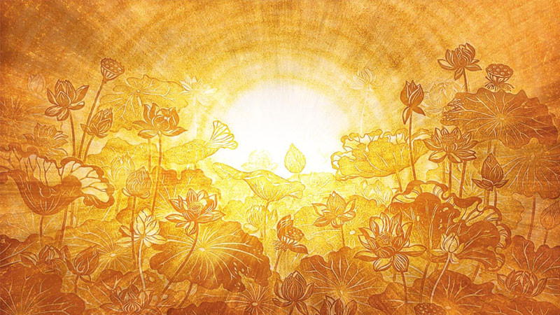 Một đóa sen vàng rực rỡ đang nở rộ trên nền tối