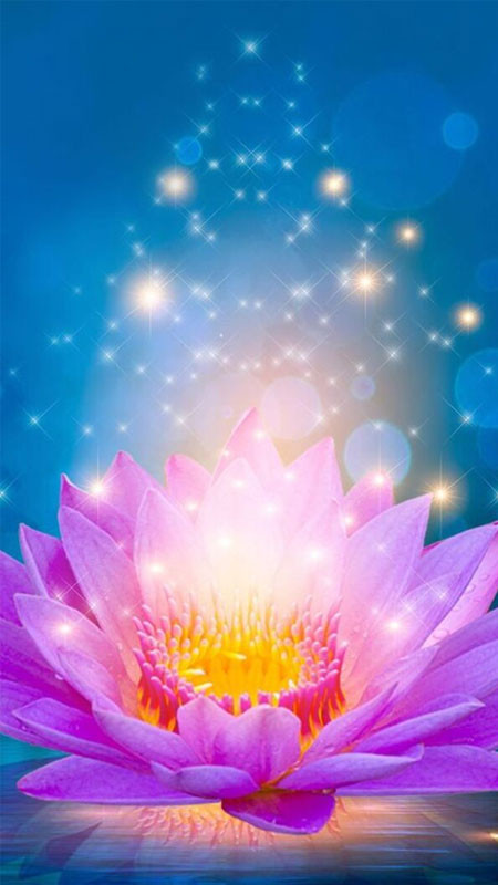 Một góc ao sen với những bông hoa hồng và nụ chúm chím