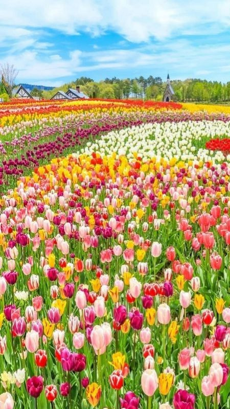 Một góc của cánh đồng hoa tulip khi vào mùa hoa nở