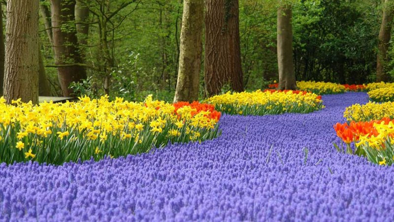 Một góc nhìn rộng lớn về cánh đồng hoa đầy màu sắc vào mùa xuân