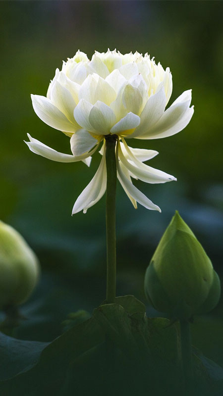 Một góc nhìn từ trên cao xuống bông sen trắng và lá sen