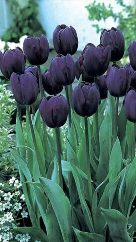 Một góc nhỏ hoa tulip trong vườn