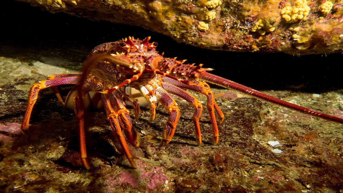 Một góc sinh vật biển đầy sức sống