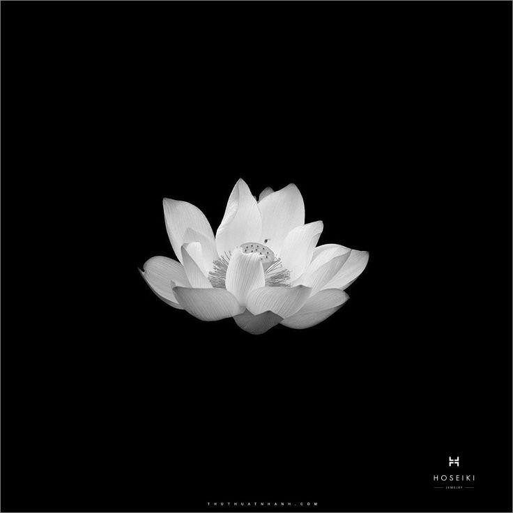 Một hình ảnh hoa sen trắng đám tang thể hiện lòng thành kính và tiếc thương