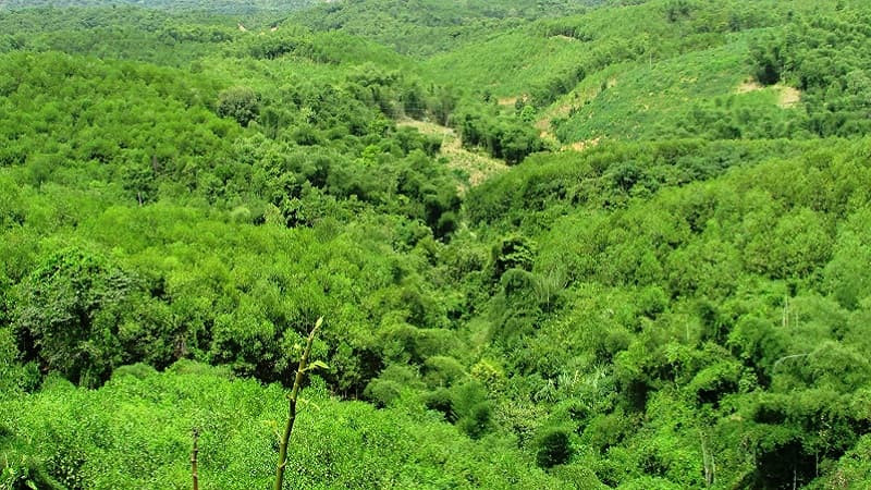 Một khu rừng xanh tốt với nhiều tầng tán cây, minh họa tài nguyên rừng đa dạng