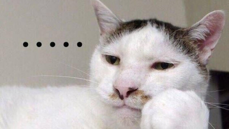 Một meme mèo được sử dụng để bình luận