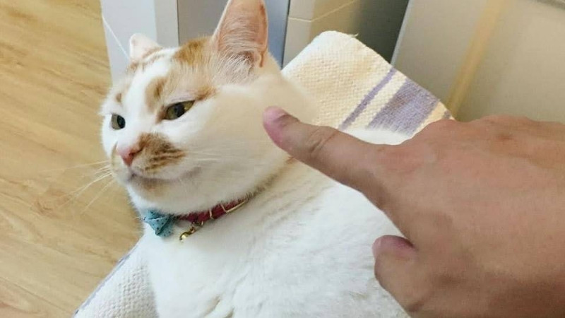 Một meme mèo phổ biến