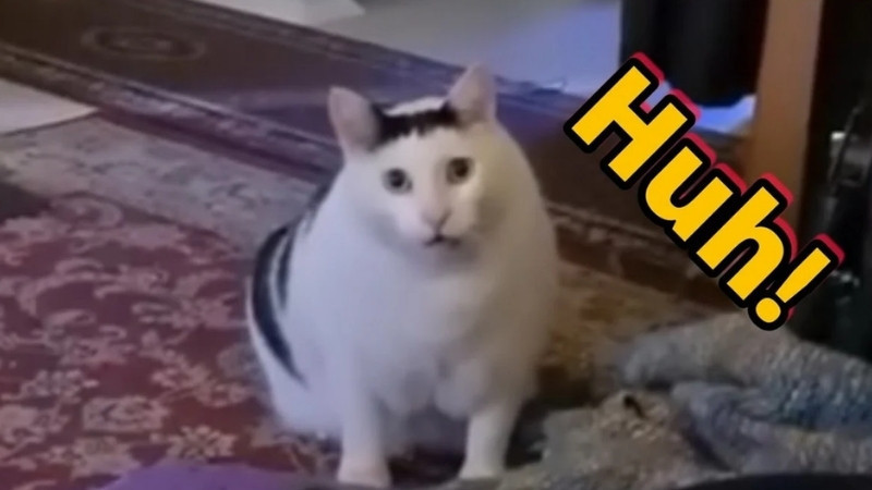 Một meme mèo về sự lười biếng