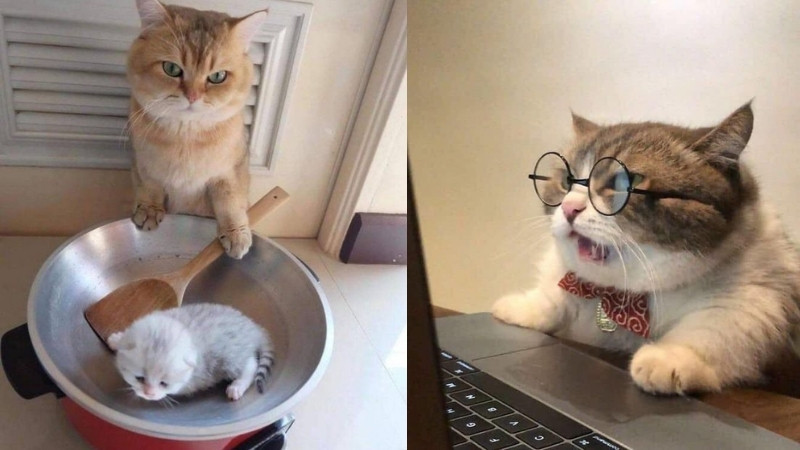 Một meme mèo về tình huống hàng ngày