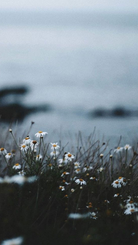 Một người ngồi cô đơn nhìn ra cửa sổ trong ảnh lofi buồn với gam màu trầm