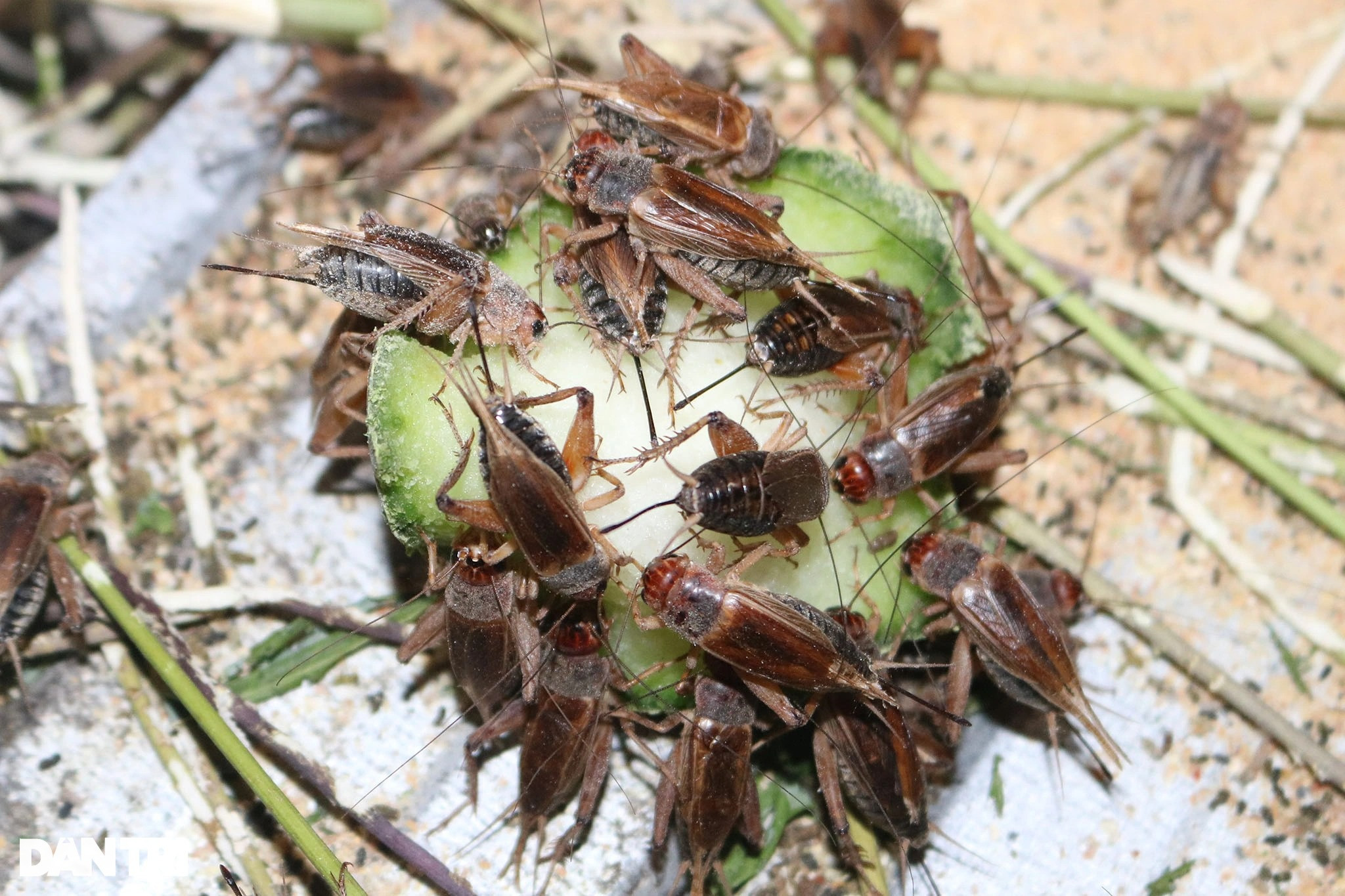 Tuyển chọn hình ảnh con dế mèn chân thực và ý nghĩa Một nhóm dế mèn đang tập trung quanh miếng thức ăn
