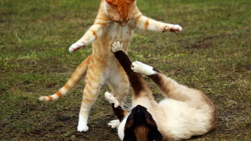 Một nhóm mèo đang cùng nhau ngủ hoặc nghỉ ngơi