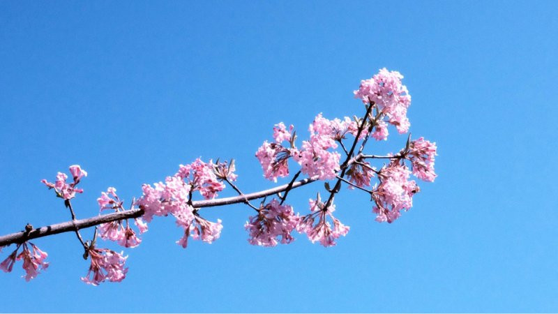 Một vài đám mây trắng nhỏ lơ lửng trên bầu trời xanh cao vời vợi