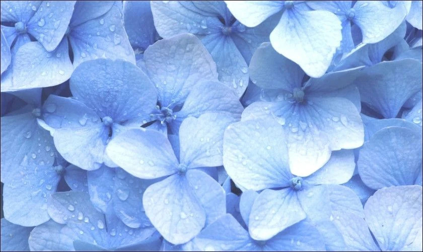 Nền bông hoa tone xanh dương nhẹ nhàng cho máy tính