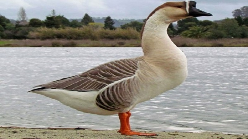 Ngỗng trắng đang đi trên bãi cỏ xanh