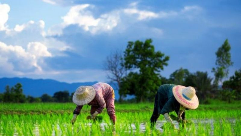 Người nông dân đang cấy mạ trên ruộng