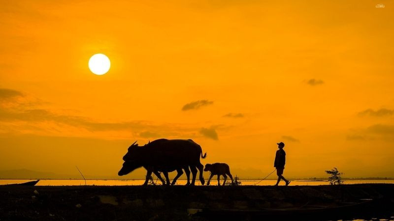 Người nông dân đưa trâu về nhà