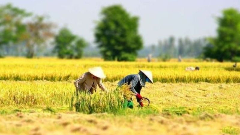 Người nông dân gặt lúa trên đồng