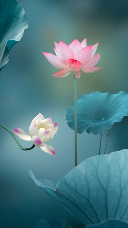 Nhiều bông sen hồng và lá sen xanh tươi tốt trên mặt hồ