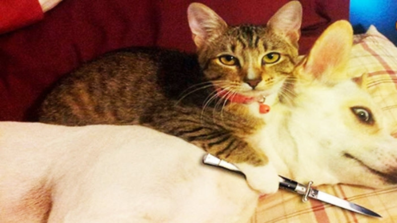 Nhiều chú mèo đang chen chúc hoặc tương tác ngộ nghĩnh